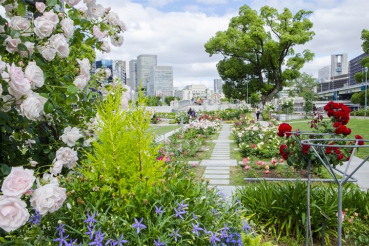 🌸 오사카부립 꽃의 문화원(오사카후리츠 하나노분카엔) 이미지 4